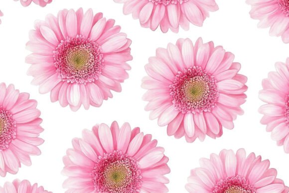 Gerbera Flowers with White Background: A Versatile Design Asset